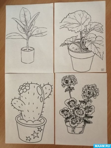 Комнатные растения схемы рисования