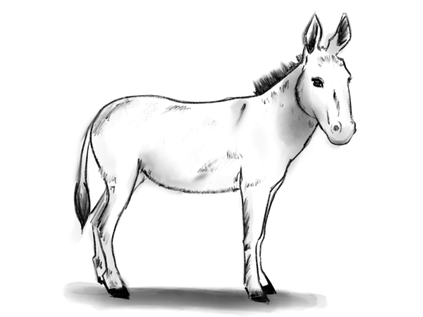 Ослик рисунок карандашом