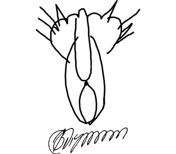 Пиписьки для рисования