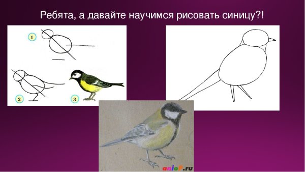 Как нарисовать синицу поэтапно