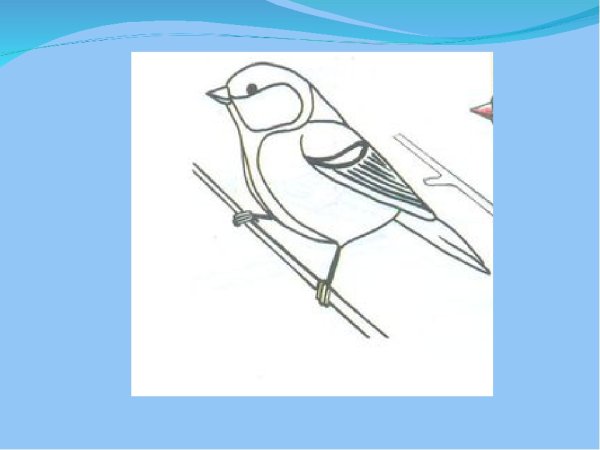 Поэтапное рисование синички
