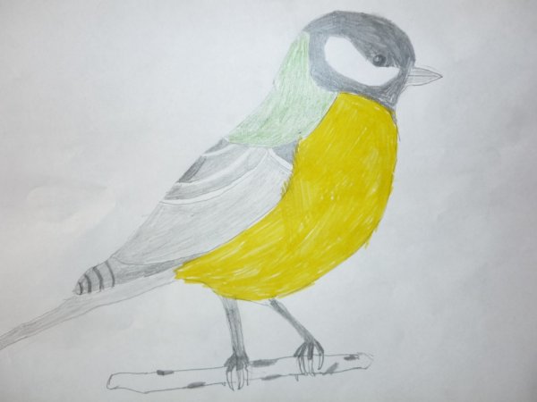 Рисование синицы