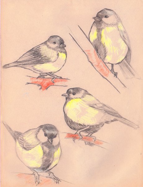 Этапы рисования синицы