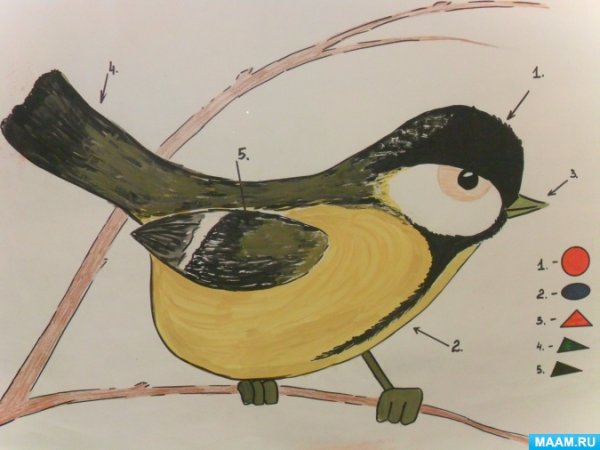 Рисование синички в старшей