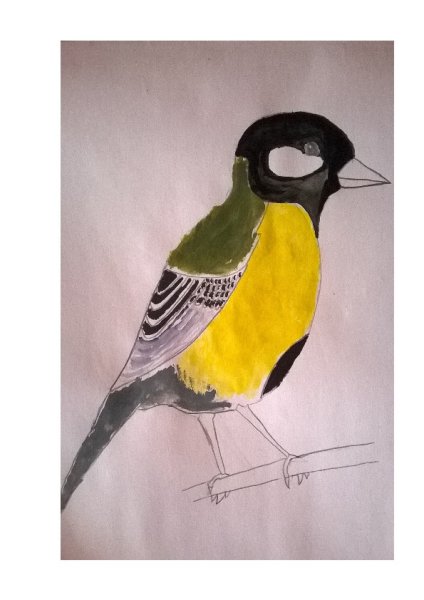 Этапы рисования синицы