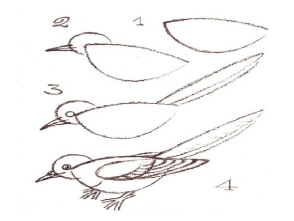 Схема рисования синички