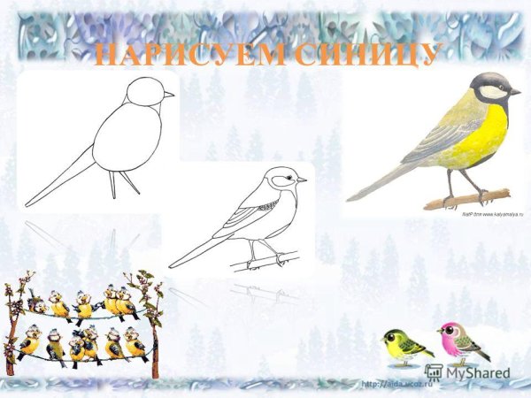 Презентация рисования синичка
