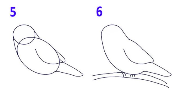 Поэтапный рисунок птицы