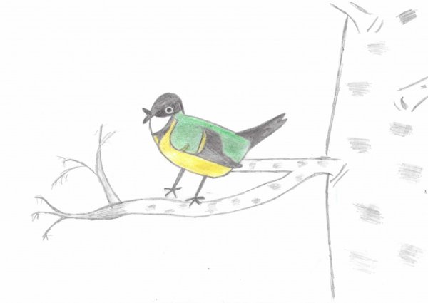 Синица рисунок легкий