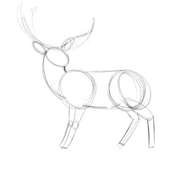 Как нарисовать оленя поэтапно