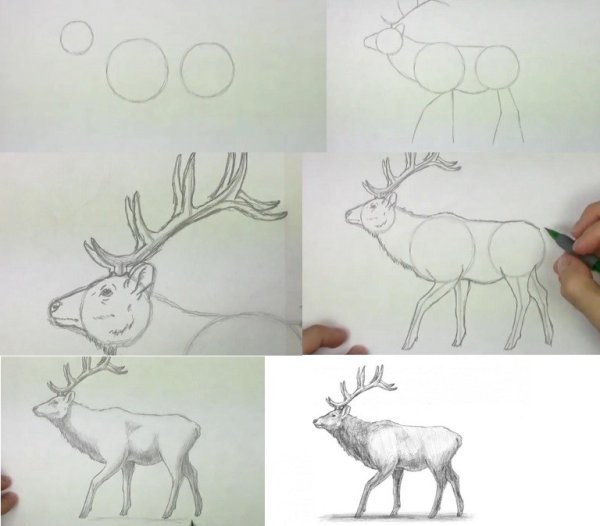 Поэтапное рисование оленя