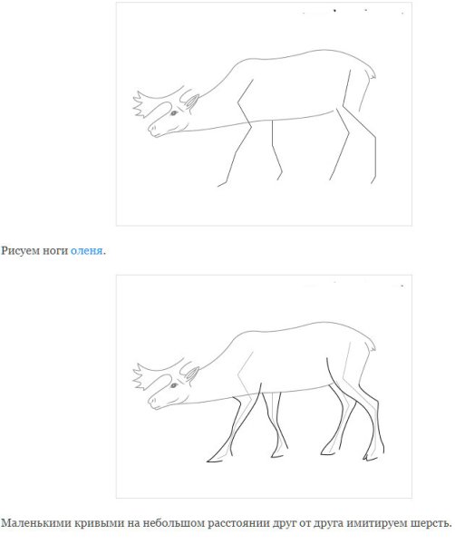 Поэтапное рисование оленя