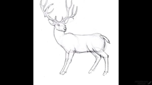 Поэтапный рисунок оленя