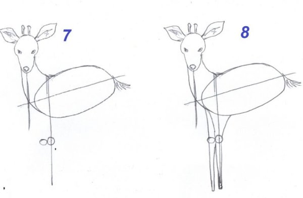 Поэтапный рисунок лося