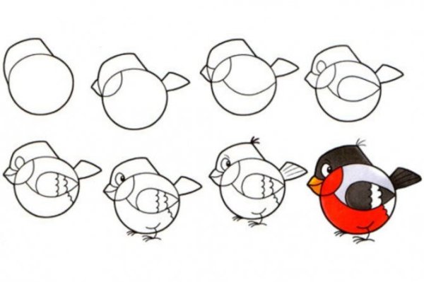 Снегирь пошаговое рисование