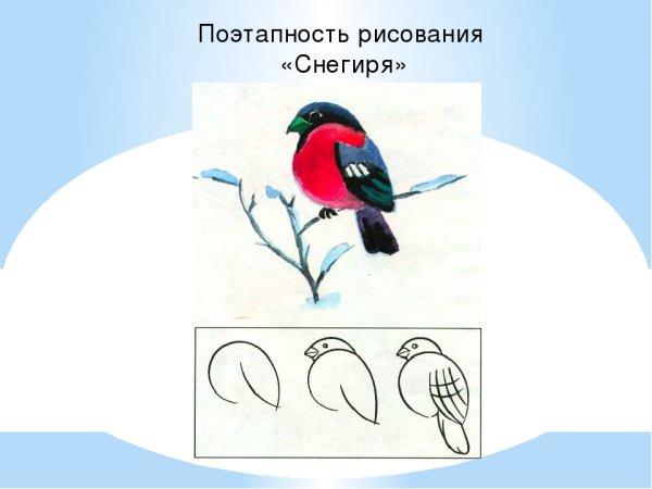 Поэтапное рисование снегиря