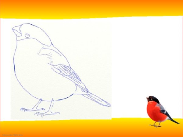 Этапы рисования снегиря