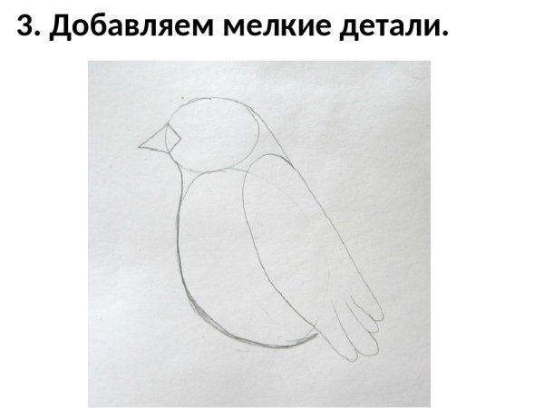 Этапы рисования снегиря для детей