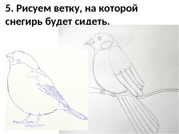 Схема рисования снегиря