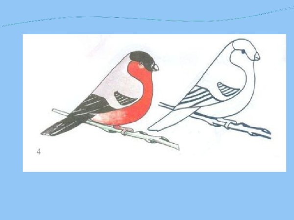 Презентация рисование птиц