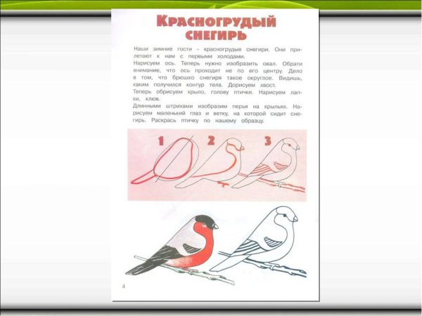 Схема рисования снегиря