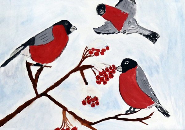 Этапы рисования снегиря