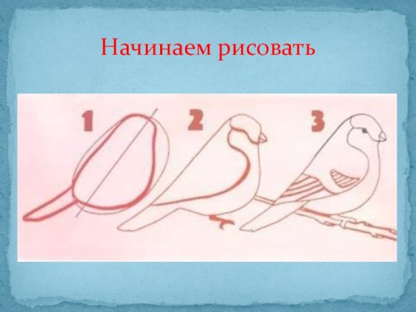 Урок изо по рисованию снегиря