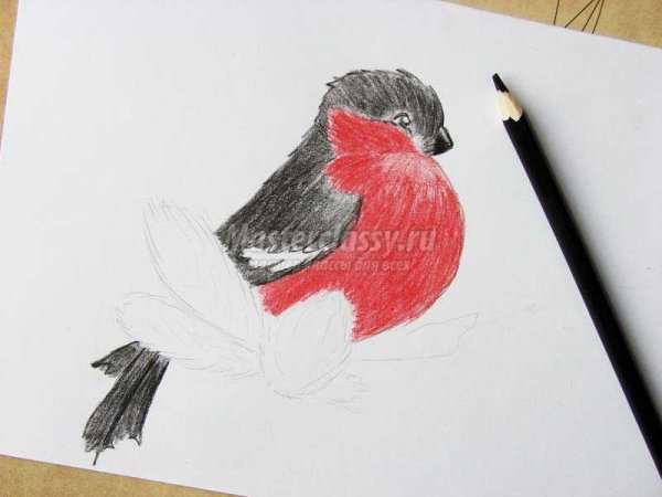 Рисунок снегиря для детей легкие для срисовки