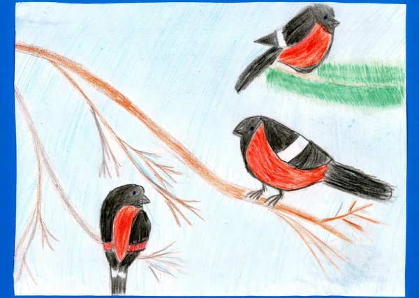 Последовательность рисования снегиря