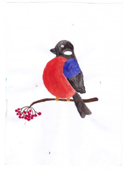 Птиц Снегирь для рисования