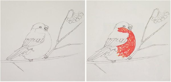 Поэтапное рисование снегиря на ветке