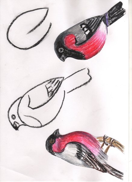 Снегирь пошаговое рисование