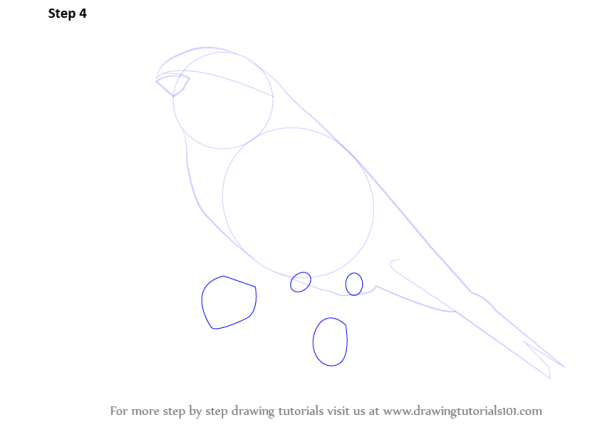 Поэтапное рисование птицы на ветке