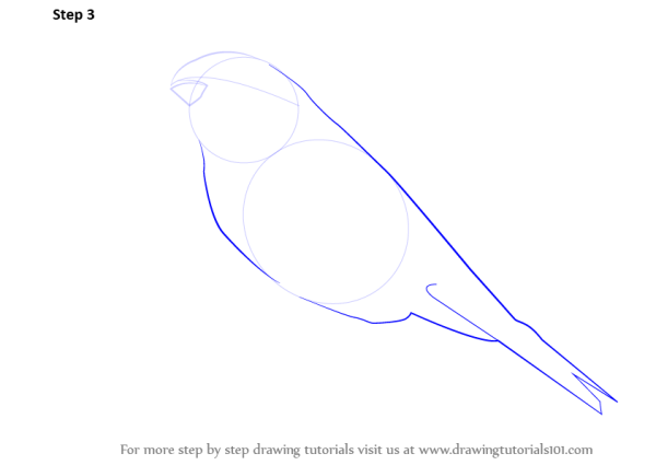 Поэтапность рисования снегиря