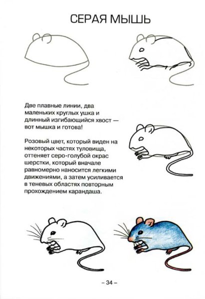 Крыса рисунок