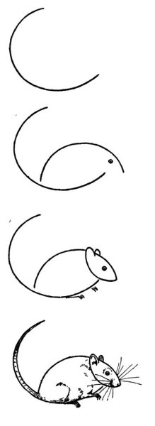 Поэтапное рисование крысы