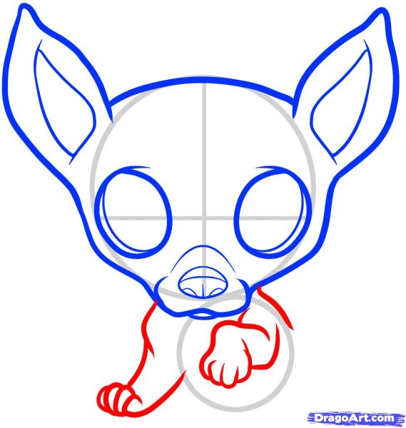 Поэтапное рисование собаки чихуахуа