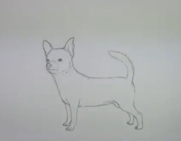 Поэтапное рисование собаки чихуахуа карандашом