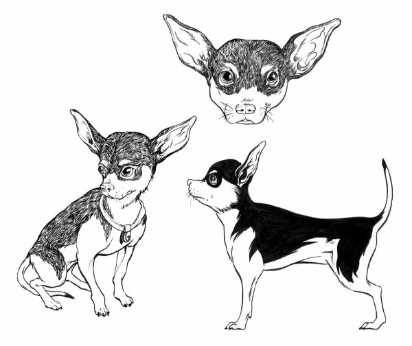 Злая чихуахуа рисунок лёгкий