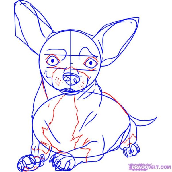 Чихуахуа поэтапные рисунки