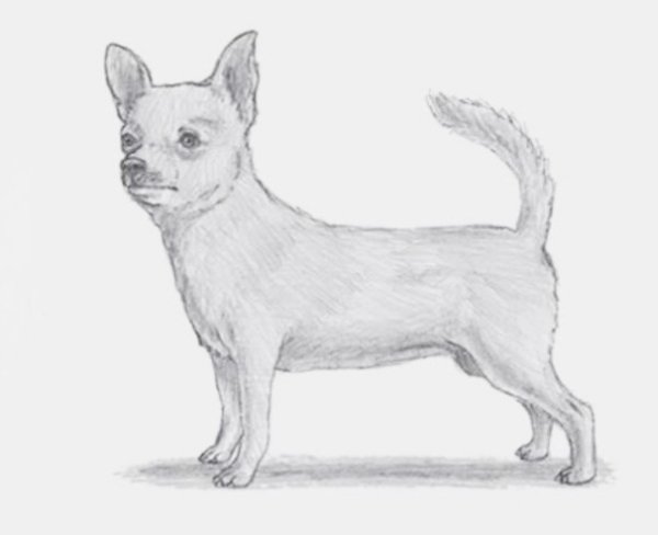 Наброски чихуахуа