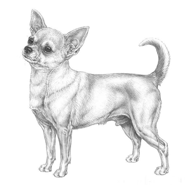 Стандарт породы чихуахуа РКФ