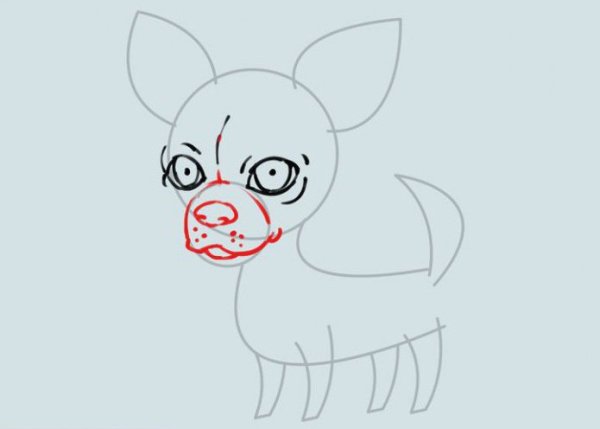Поэтапное рисование собаки чихуахуа