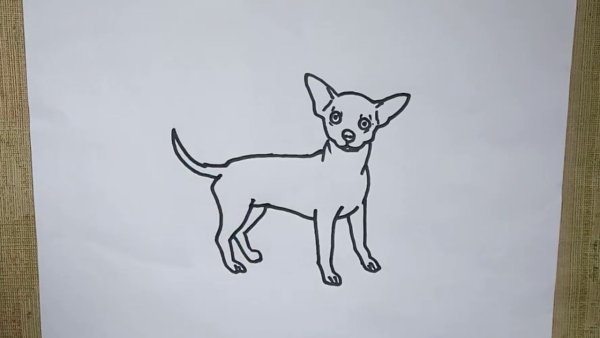 Чихуахуа учиться рисовать