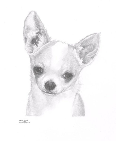 Чихуахуа набросок карандашом