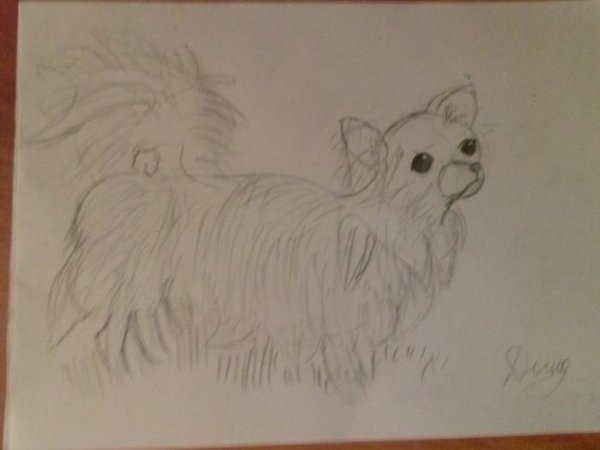 Поэтапное рисование собаки чихуахуа