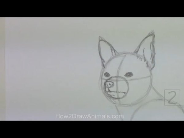 Рисунок чихуахуа карандашом поэтапно