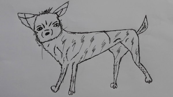 Рисунок чихуахуа 6 класс