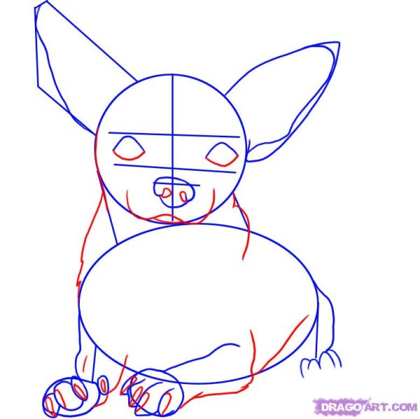 Чихуахуа пошаговое рисование