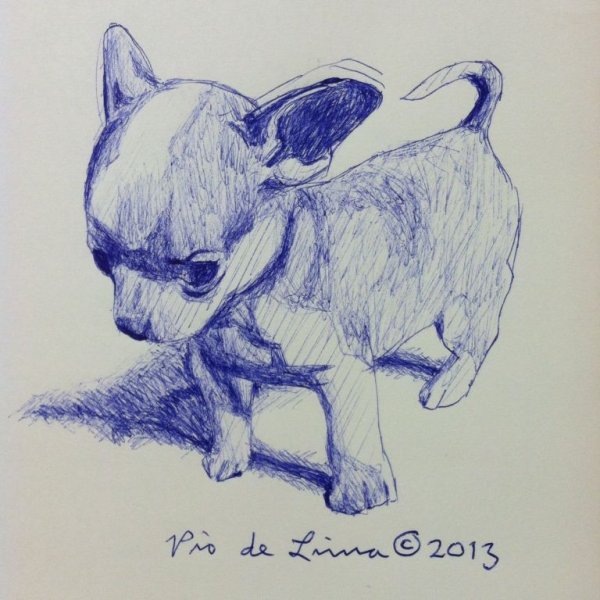 Чихуахуа для срисовки